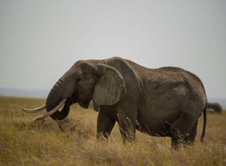 4 Days Tarangire & Lake Manyara Safari Experience