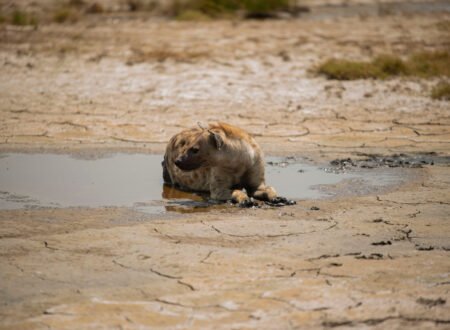 Safari Stories: Encounters with Wild Hyenas