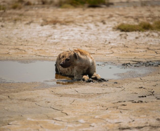 Safari Stories: Encounters with Wild Hyenas