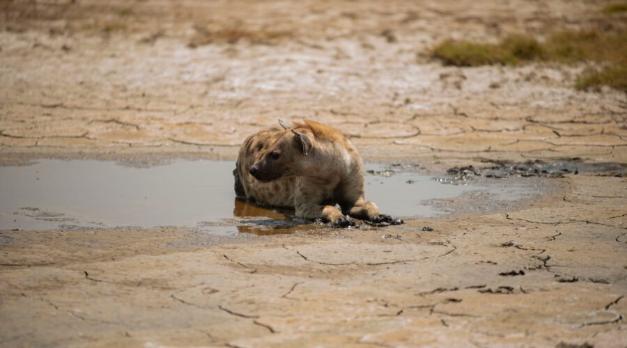 Safari Stories: Encounters with Wild Hyenas