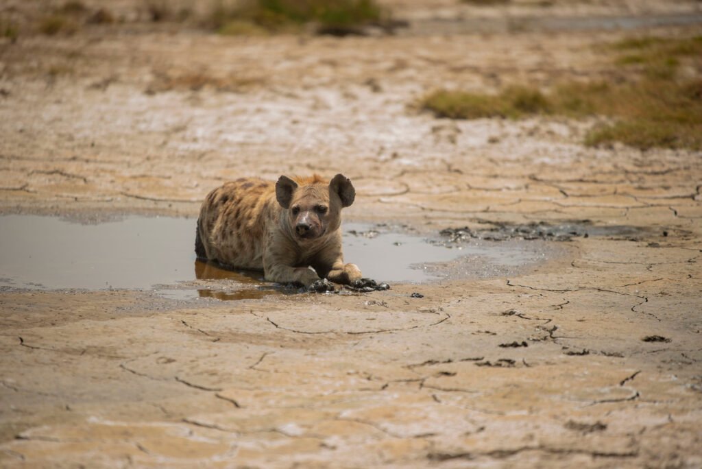 Safari Stories: Encounters with Wild Hyenas – Shocking 7 True Moments from the African Wild