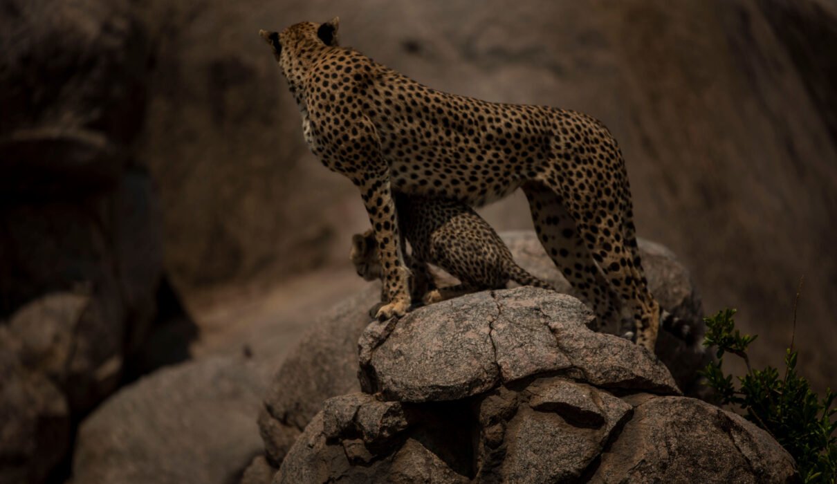 How to Track Cheetahs Like a Professional Guide: 7 Proven Expert Methods
