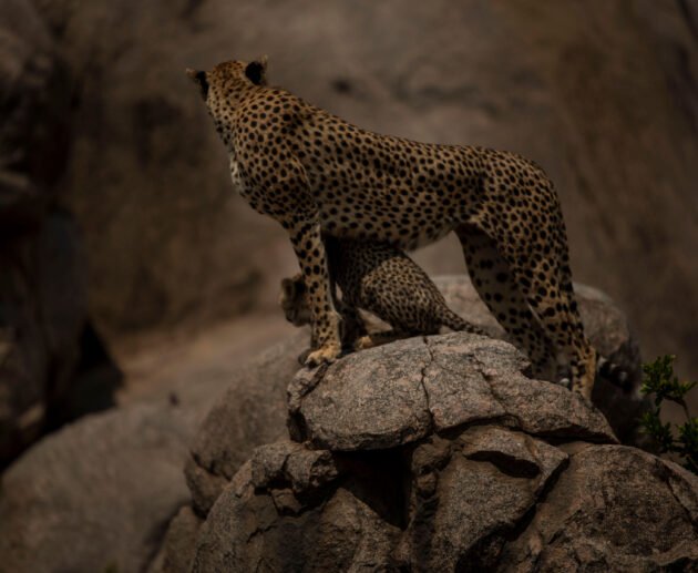 How to Track Cheetahs Like a Professional Guide: 7 Proven Expert Methods