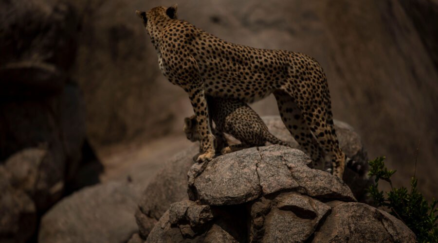 How to Track Cheetahs Like a Professional Guide: 7 Proven Expert Methods