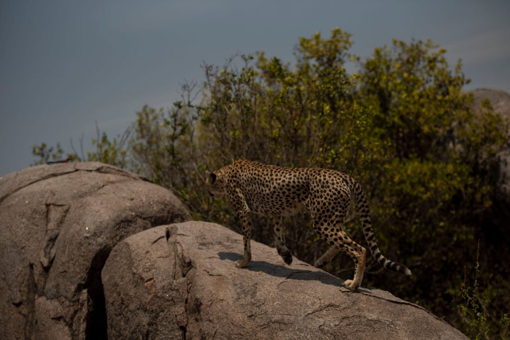 8 Days Ruthless Wildlife Expedition – Designed for Bold Travelers: Ultimate 8-Day Safari Experience