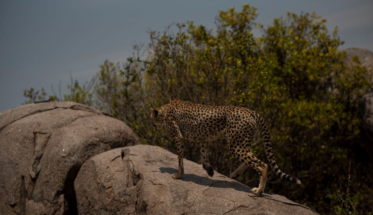 8 Days Ruthless Wildlife Expedition – Designed for Bold Travelers: Ultimate 8-Day Safari Experience