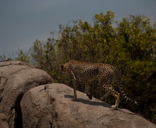 8 Days Ruthless Wildlife Expedition – Designed for Bold Travelers: Ultimate 8-Day Safari Experience