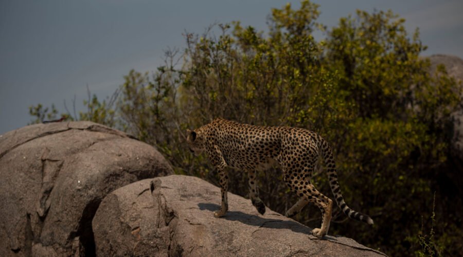 8 Days Ruthless Wildlife Expedition – Designed for Bold Travelers: Ultimate 8-Day Safari Experience