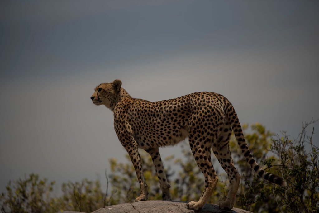 How to Track Cheetahs Like a Professional Guide: 7 Proven Expert Methods