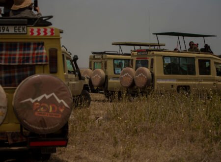7 Days Tanzania Safari Domination – Powerful 7-Day Adventure to Own the Savannah