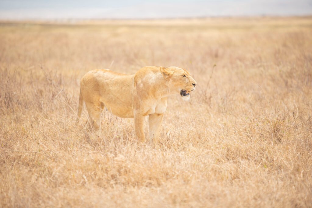 6 Days Serengeti Predator Hunt Safari – Raw, Wild, Unfiltered: 6 Powerful Reasons to Experience Africa’s Ultimate Wildlife Drama 6 Days Serengeti Predator Hunt Safari – Raw, Wild, Unfiltered: 6 Powerful Reasons to Experience Africa’s Ultimate Wildlife Drama