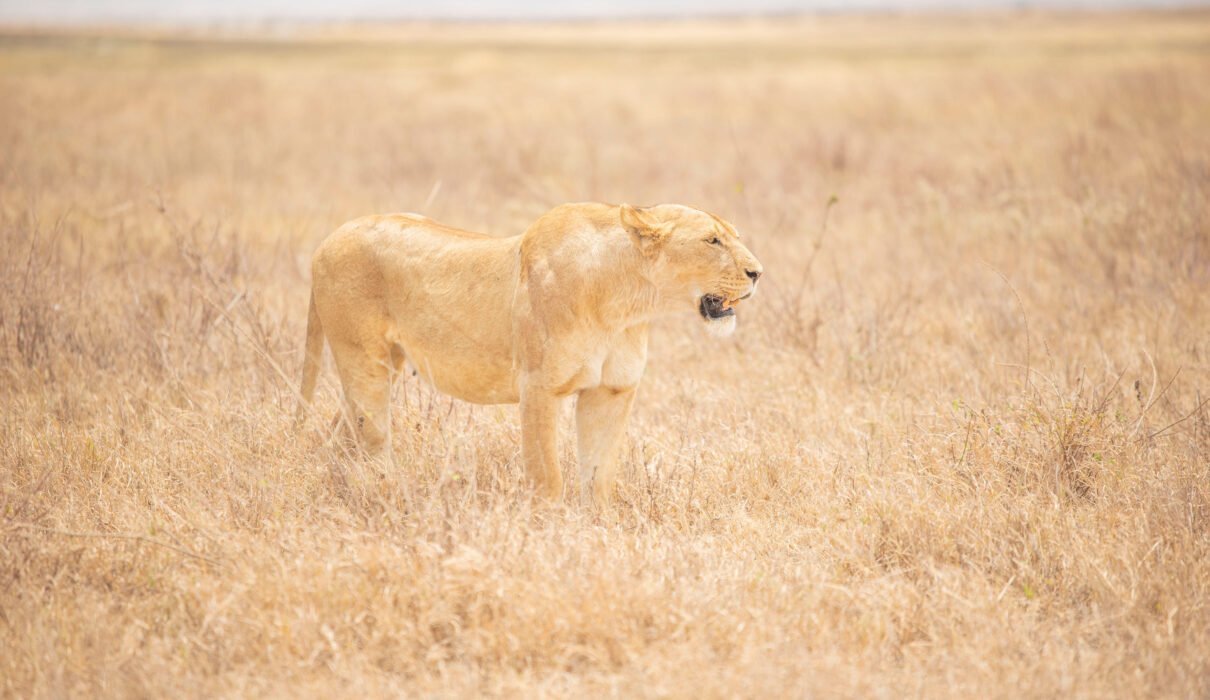 6 Days Serengeti Predator Hunt Safari – Raw, Wild, Unfiltered: 6 Powerful Reasons to Experience Africa’s Ultimate Wildlife Drama