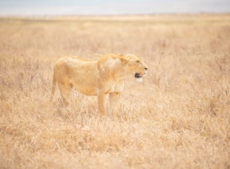 6 Days Serengeti Predator Hunt Safari – Raw, Wild, Unfiltered: 6 Powerful Reasons to Experience Africa’s Ultimate Wildlife Drama