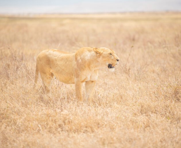 The Today's Updates to Our Best Kenya Tours