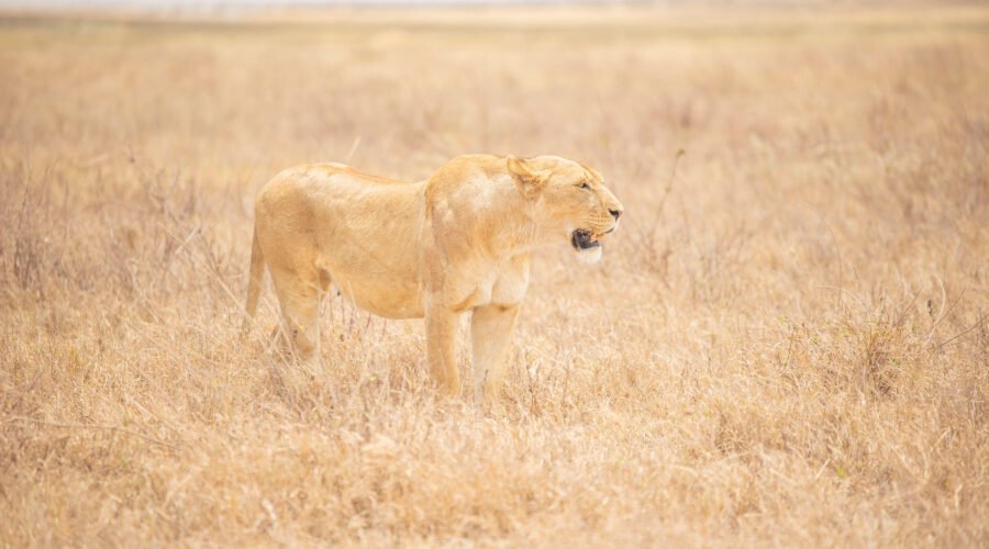 The Today's Updates to Our Best Kenya Tours