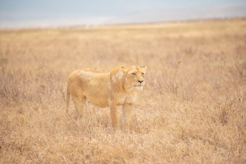 Jane Goodall: Biography of a Legendary Scientist – Inspiring 7 Powerful Reasons the World Still Listens Jane Goodall