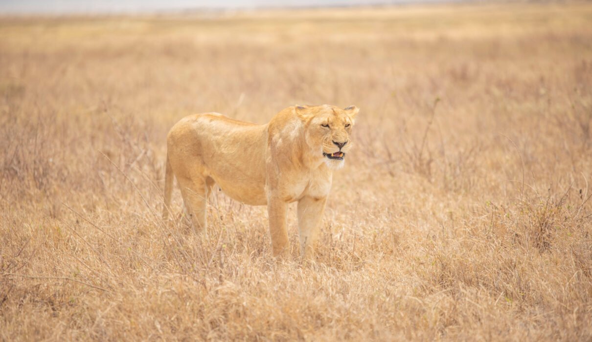 Real Tanzania Locations in Mufasa