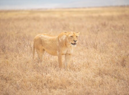 Real Tanzania Locations in Mufasa