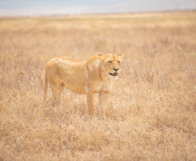 Real Tanzania Locations in Mufasa