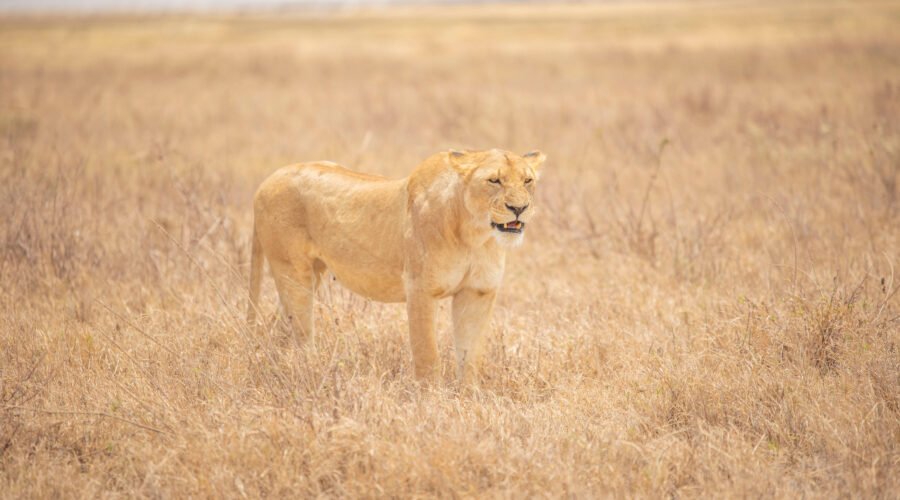 Real Tanzania Locations in Mufasa