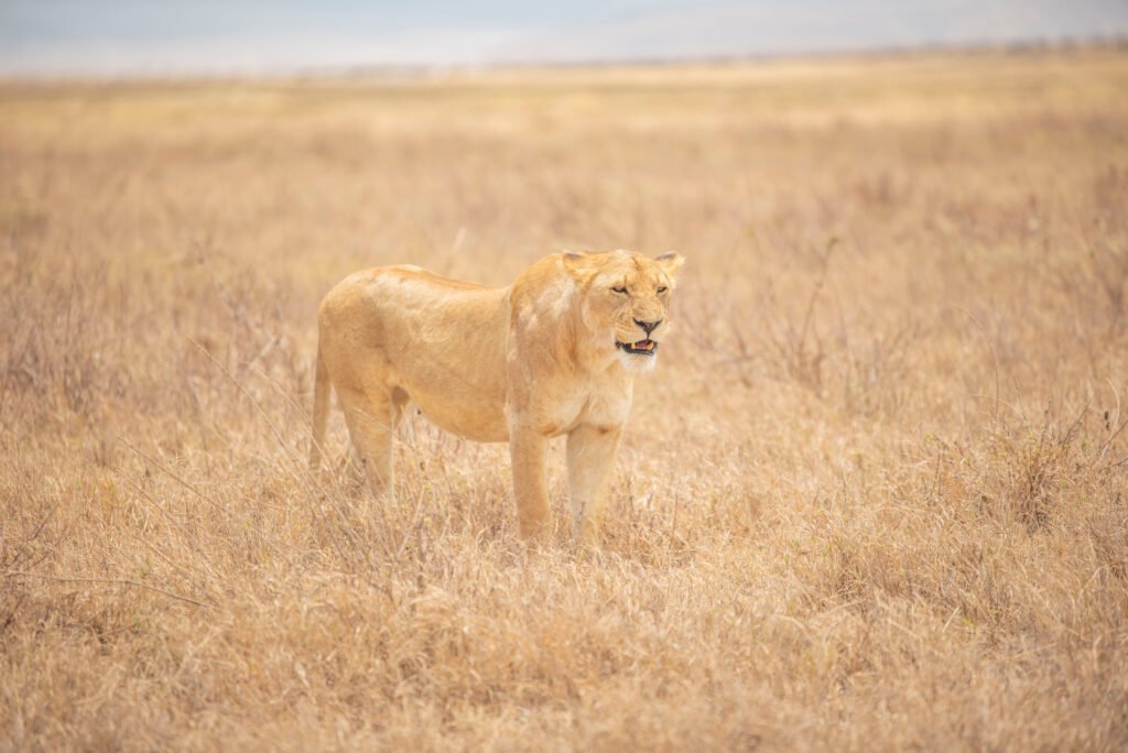 How to Photograph Lions in the Wild – Powerful 7 Pro Secrets for Fearless Shots
