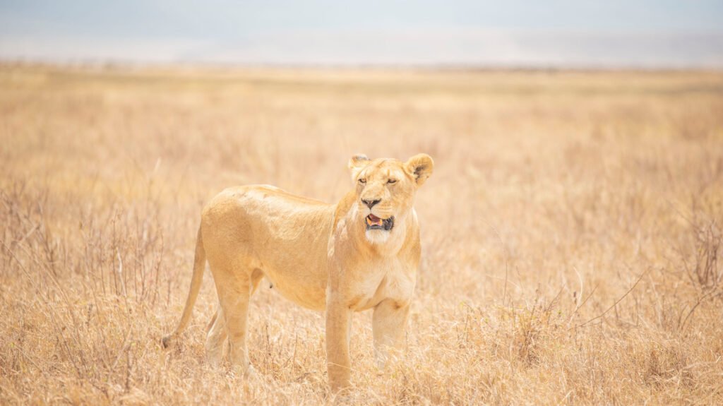 6 Days Serengeti Migration Safari – Powerful In-Depth Great Migration Adventure
