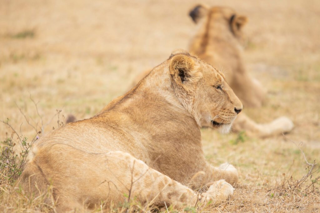 Tanzania Wildlife Guide: From Big Five to Whales – Powerful 9 Unmissable Encounters