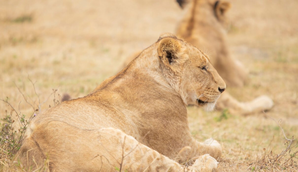 Tanzania Wildlife Guide