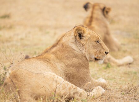 Tanzania Wildlife Guide