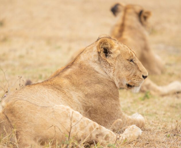 Tanzania Wildlife Guide