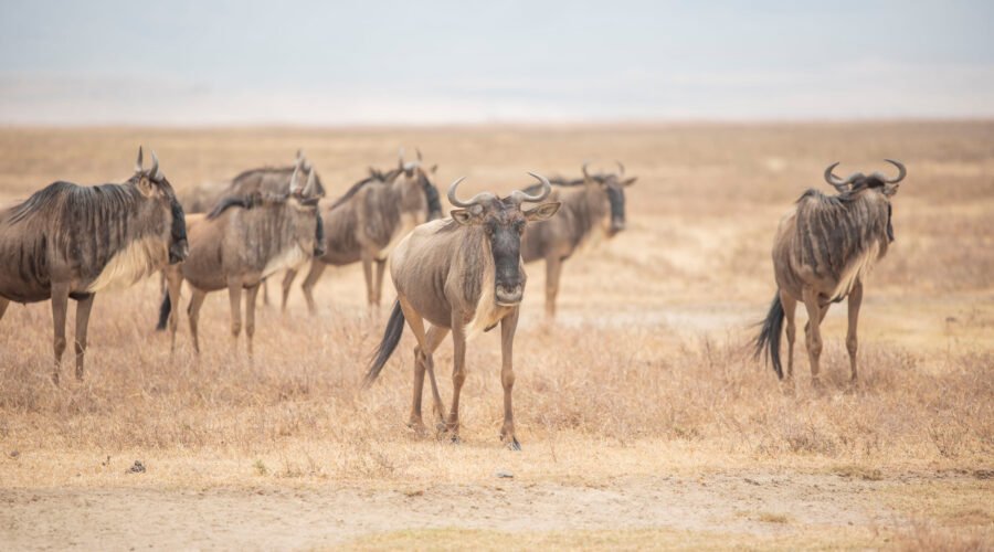 7 Days Tanzania Migration Tracking Safari