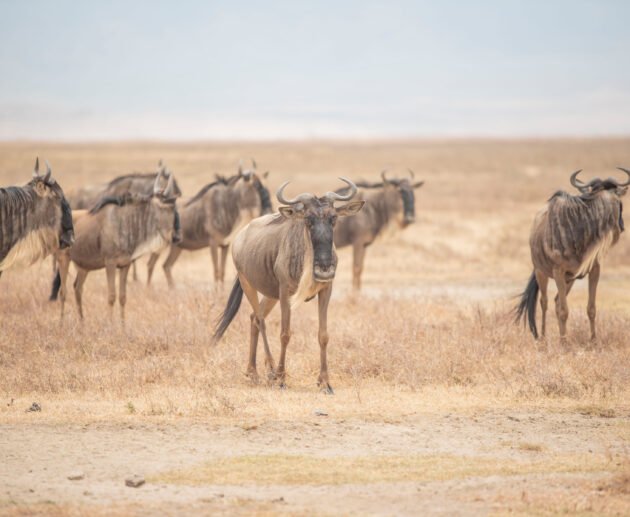 6 Days Great Migration Action Safari Adventure