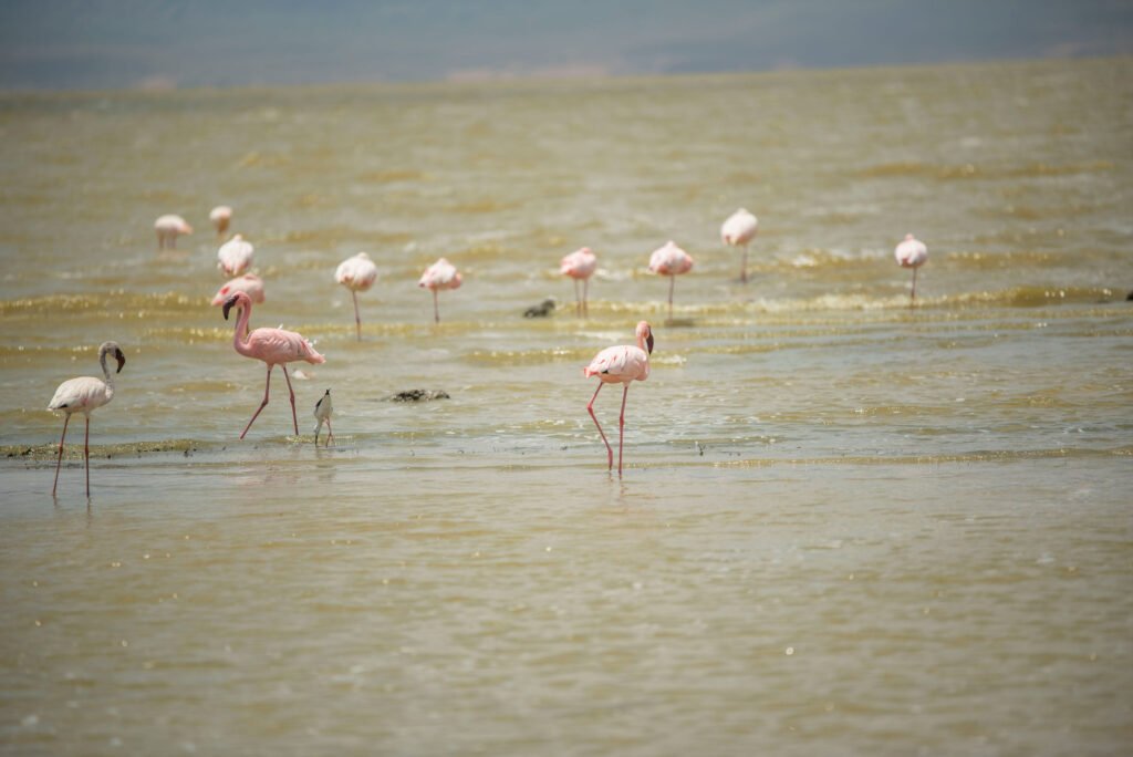 Exploring Lake Manyara’s Flamingo Colonies – Powerful 7 Magical Wildlife Moments You Should Not Miss