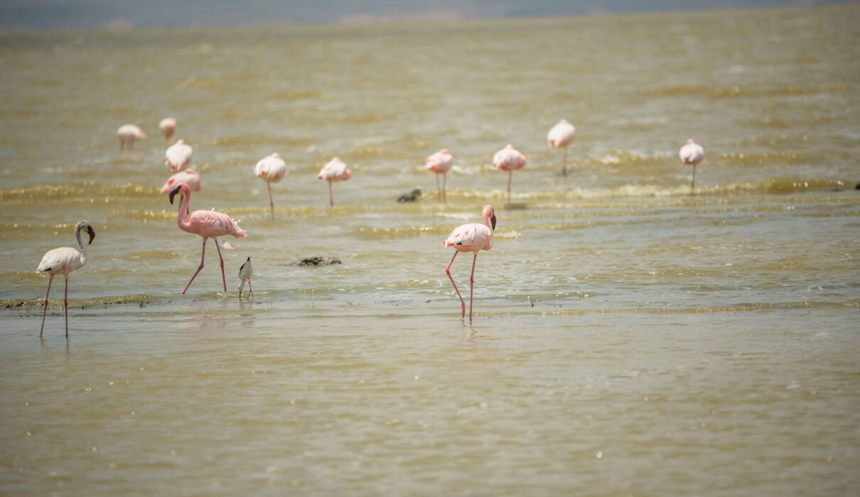 Exploring Lake Manyara’s Flamingo Colonies
