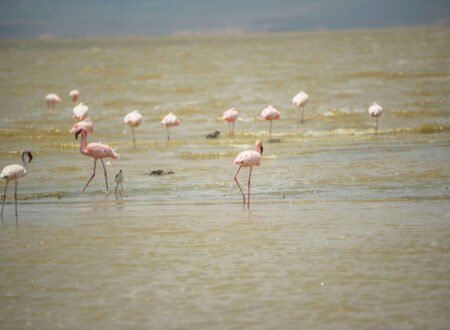 Exploring Lake Manyara’s Flamingo Colonies