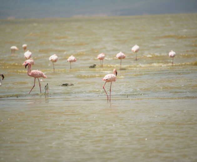 Exploring Lake Manyara’s Flamingo Colonies
