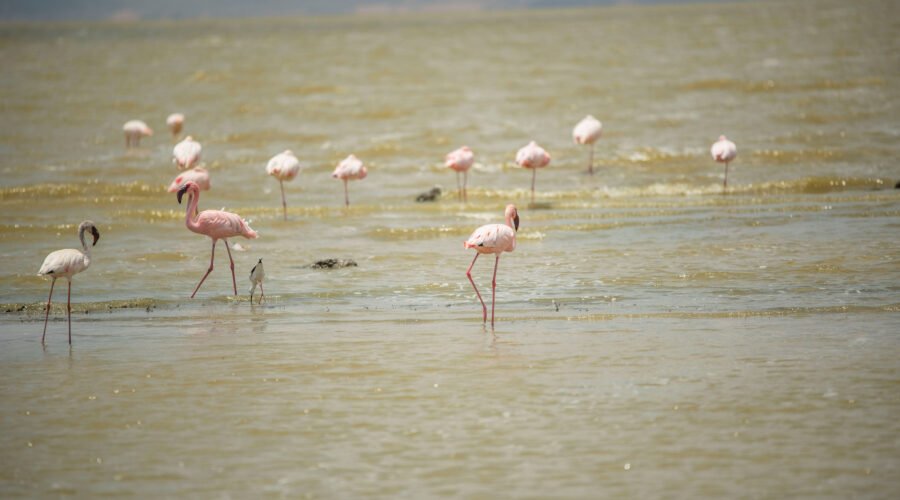 Flamingos wading in shallow water.