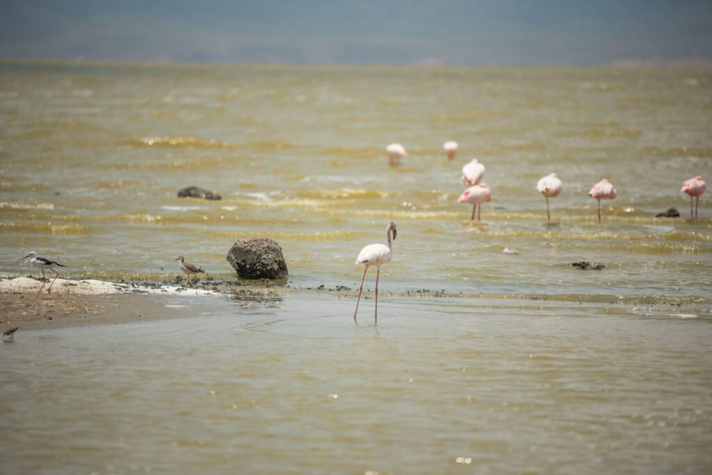Exploring Lake Manyara’s Flamingo Colonies – Powerful 7 Magical Wildlife Moments You Should Not Miss