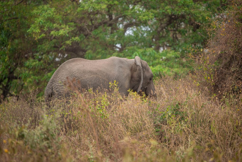 Weird and Wonderful Animals of Tanzania – Powerful 9 Mind-Blowing Creatures You Must Discover