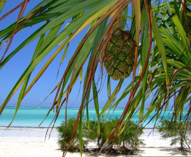 5 Days Zanzibar Honeymoon & Beach Holiday