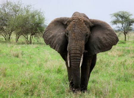 6 Days Tanzania Safari – Tarangire