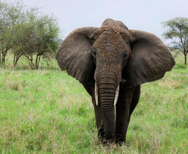 6 Days Tanzania Safari – Tarangire