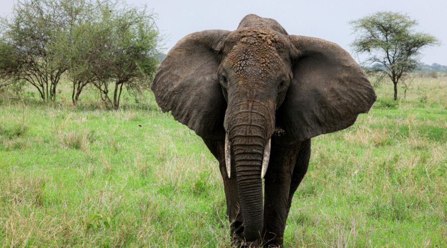 6 Days Tanzania Safari – Tarangire