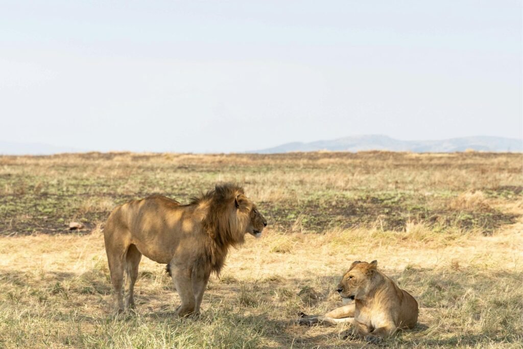 4 Days Serengeti Safari – Central Serengeti Wildlife Experience | 9 Powerful Reasons to Choose This Trip