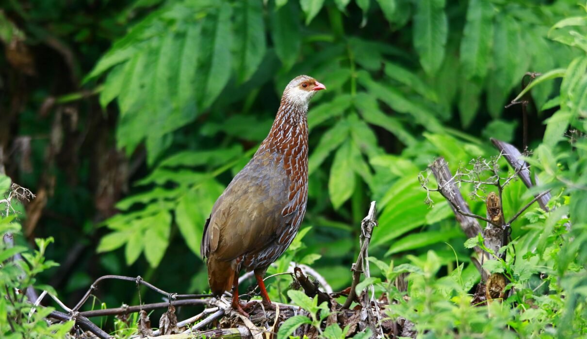 2 Days Arusha National Park Safari
