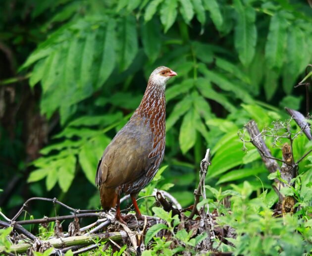 2 Days Arusha National Park Safari