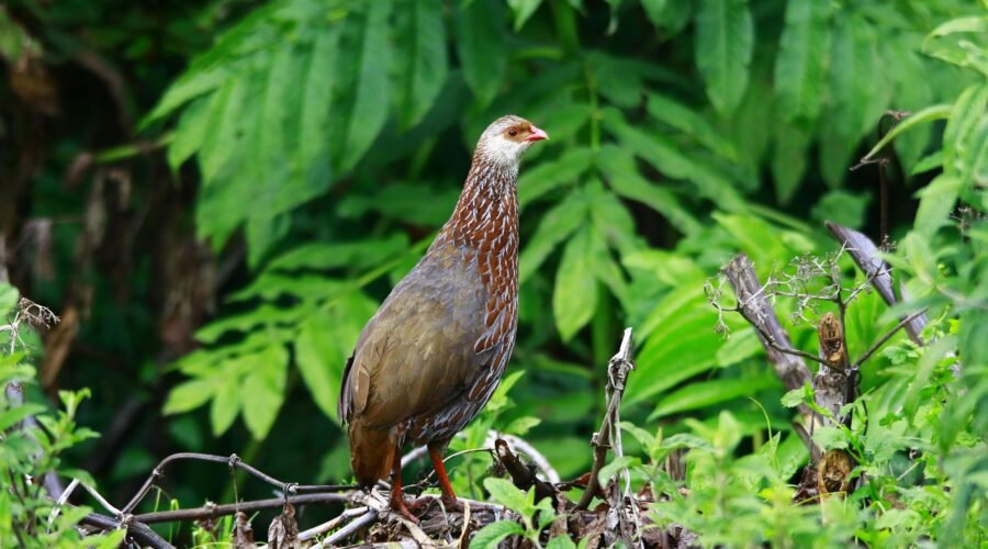 2 Days Arusha National Park Safari