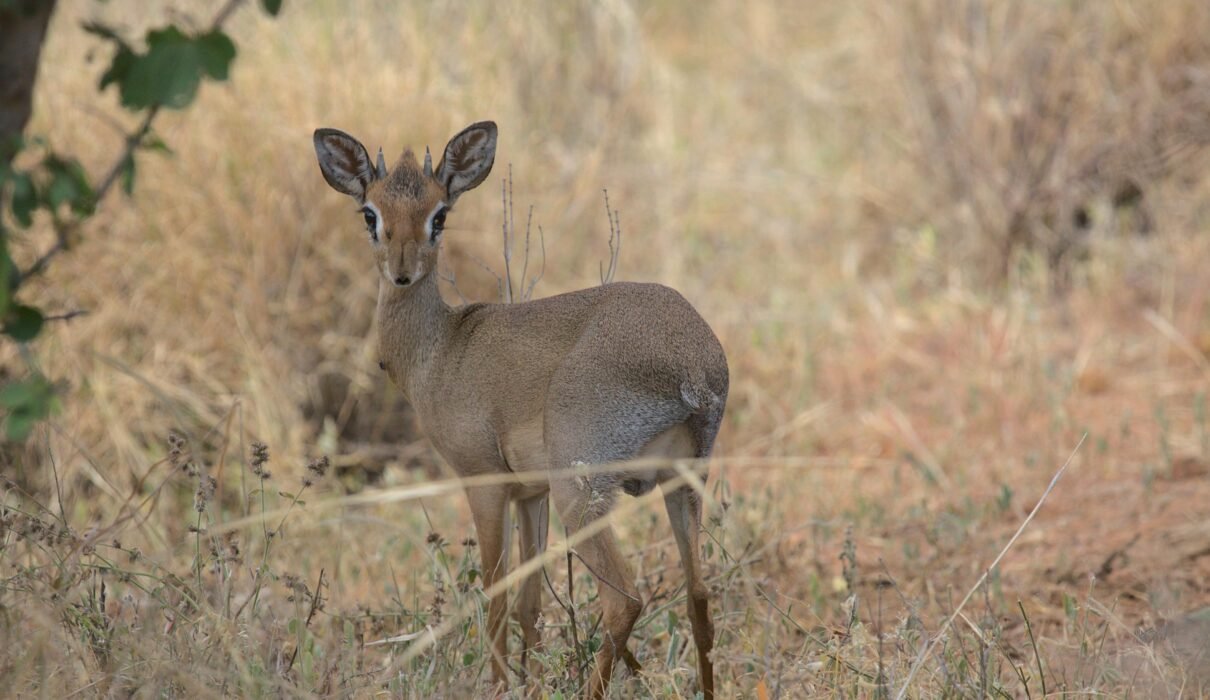 3 Days Mount Meru Summit Trek via Momella