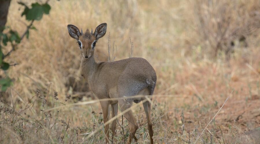 3 Days Mount Meru Summit Trek via Momella
