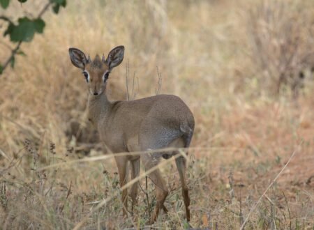 4 Days Mount Meru Climb – Official Arusha National Park Trek